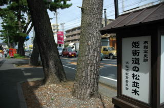 松並木は浜松市の史跡に指定されています