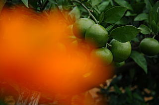 キバナコスモスのオレンジとは対照的に緑色のみかん