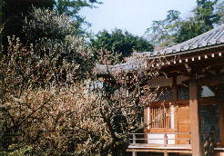 地福寺〜島崎藤村夫妻のお墓があります。梅の見所でも有名です