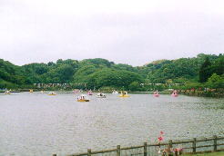 藤枝宿の蓮華池〜ちょうど鯉のぼりの時期で、奥にずらっと並んでいるのが見えますか？