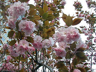 地元駅前の八重桜