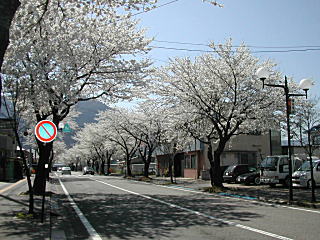 上山田温泉へ続く桜並木