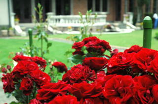 真っ赤なバラでも、この庭園では浮きません