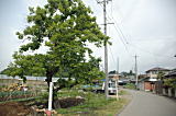 街道脇の柿の木
