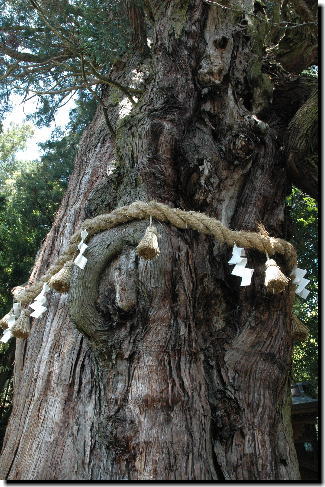 思わず息をのむほど威厳に満ちあふれる神明神社の杉
