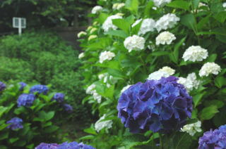 白や群青の紫陽花