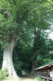 巨木が３本。樹齢は400年以上だー