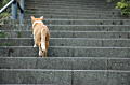 階段を登るネコ