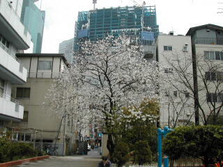 東京は港区の桜〜7分咲きという感じでしょうか