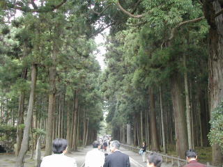 瑞巌寺に続く杉並木。箱根の杉並木に匹敵するほどの立派な杉が植わっていました〜♪
