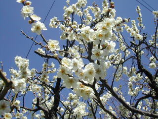 旧甲州街道沿いに咲いていた梅です。春ですね〜♪