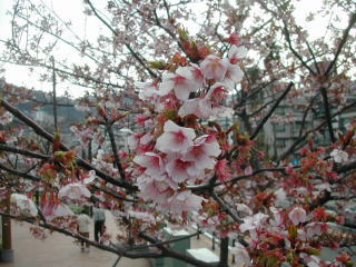 熱海の河津桜です。2004.02.28撮影