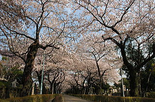 青山霊園の桜並木