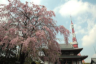 東京タワーと増上寺と桜