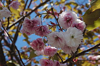 東京と一月季節がずれているためか、八重桜がキレイでした