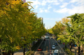 横浜の山下公園通りに面しているイチョウ並木
