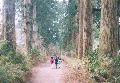箱根宿付近の杉並木。歴史を感じることができます！