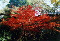 岡崎公園内の紅葉