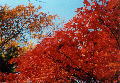 戦人塚の紅葉。とってもきれいに秋色に染まっていました