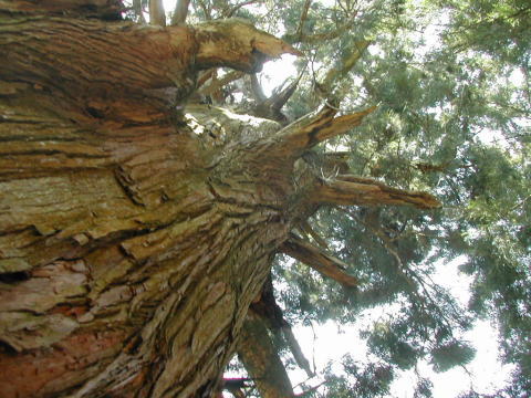 矢立の杉〜とても歴史のある巨樹で、威圧感がありました