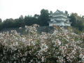 花と名古屋城。まさにマッチングですっ