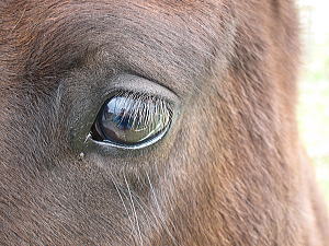 トカラ馬。目が美しい