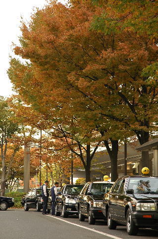 川崎駅前のケヤキ
